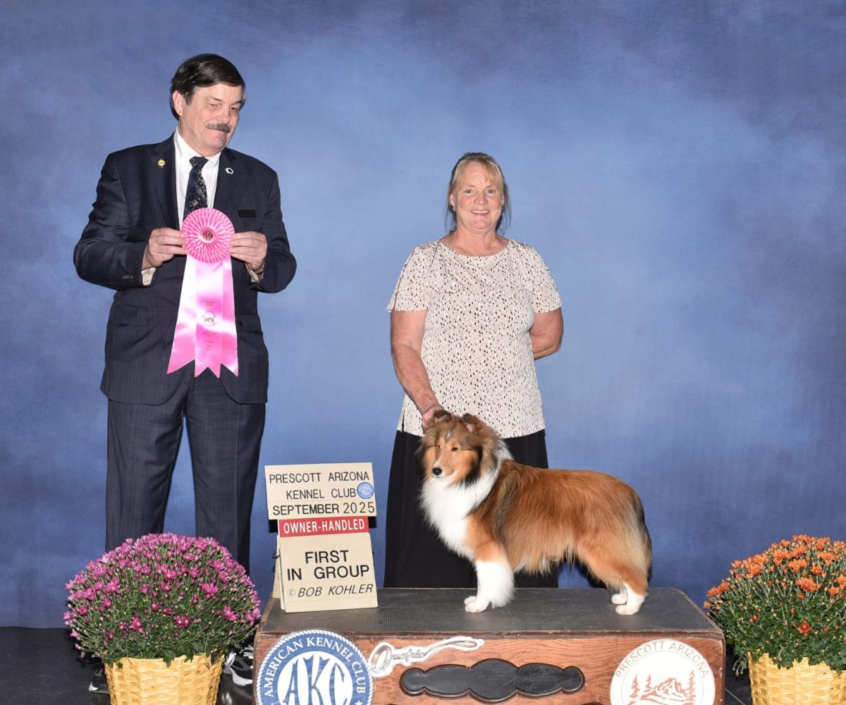 Atlas at his 2nd set of dog shows in Prescott, AZ Sept. 2025. Atlas won his class, Winner's Dog, Best of Winner's then Owner Handel . I am so proud of this lovely boy, Can not wait to see what the feature holds for us..